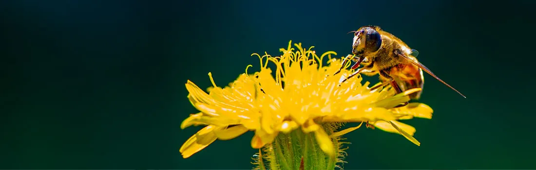 Hoe maak je de beste macrofoto’s: gids 