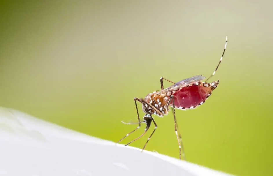 Un moustique tigre, abdomen rouge, se tient sur une surface blanche, avec un fond vert clair.
