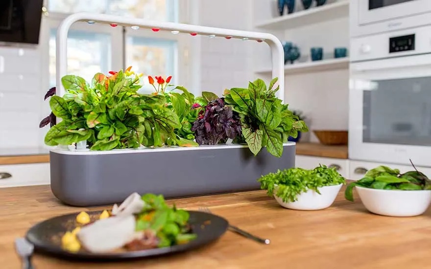 Un potager d’intérieur Click & Grow plein de salades et herbes est posé sur le plan de travail, avec bols de feuilles fraîches et assiette.
