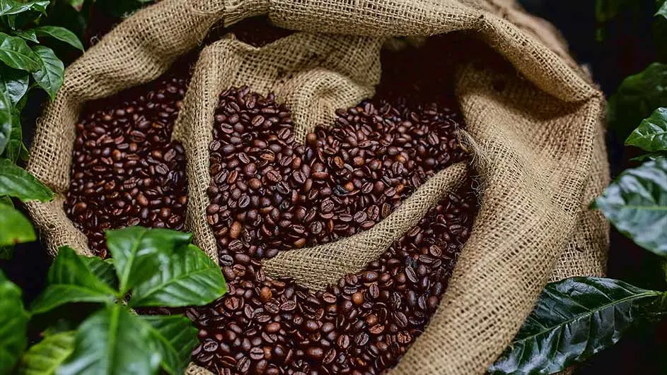 Quelles sont les différentes variétés de café en grains ?