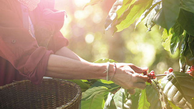 Persona cosechando granos rojos de café de una planta verde con hojas, con una cesta de mimbre cerca.