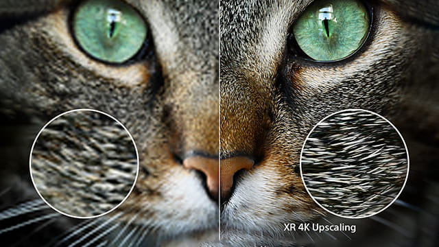 Comparativa del rostro felino con ojos verdes. Un lado muestra detalle borroso y el otro lado, nitidez, con ampliaciones circulares.