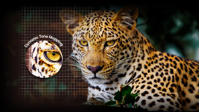 Primer plano de leopardo sobre fondo oscuro, con detalle ampliado y nítido de su ojo derecho.