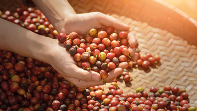 Manos sostienen granos de café rojos, amarillos y marrones sobre una bandeja de mimbre llena de más granos.